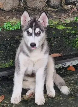 Anakan Anjing Husky