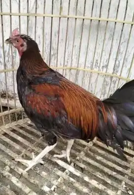 Ayam Bekisar Warna Merah umur 6 bulanan