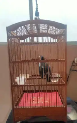 BURUNG JALAK SUREN