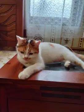 Kucing persia lokal