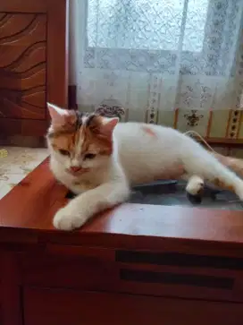 Kucing persia lokal