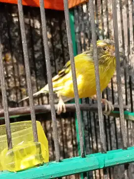 kenari jantan bunyi rajin