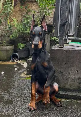Dobermann puppy