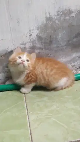 Persia longhair bulu kapas