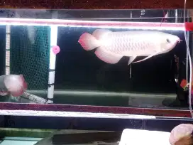 Arwana super red jumbo
