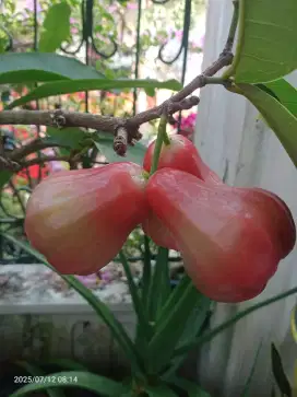 Pohon Buah Jambu Citra, Tinggi 1,8m, Subur,  berbuah, Tanaman Buah