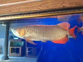 [JUAL CEPAT] Ikan Arwana Super Red (A)