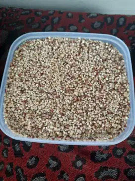 Sorgum siap masak 15.000 per kg