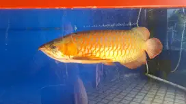 [JUAL CEPAT] Ikan Arwana Super Red (C)