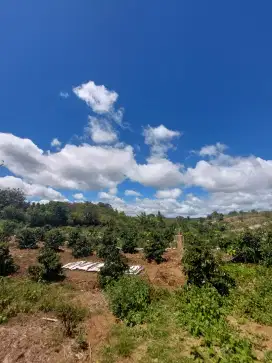 Dijual tanah/ladang seluas 1.9ha