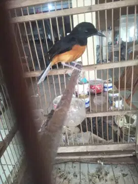 Murai medan betina mapan fullset Nego