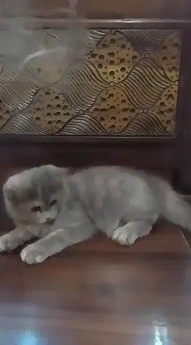 Lepas Adopt Kucing NS