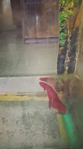 Aquarium kecil khusus Ikan hias
