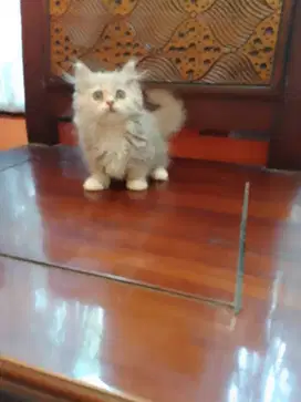 Lepas Adopt Kitten Munchkin
