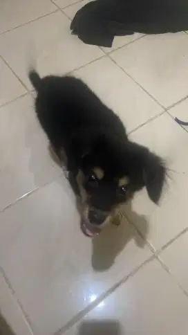 Puppy umur 1 bulan