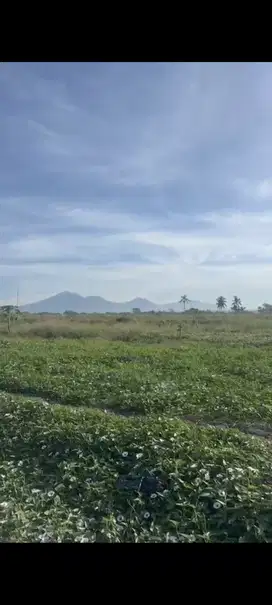 Tanah sewa 300m2 - 1200m2 Munggu - Mengwi - Tabanan Bali
