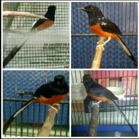 Murai batu Medan ada pilihan