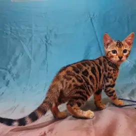 Kitten Betina 3 bulan