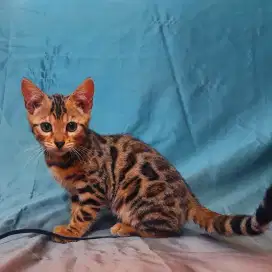 Kitten Betina 3 bulan