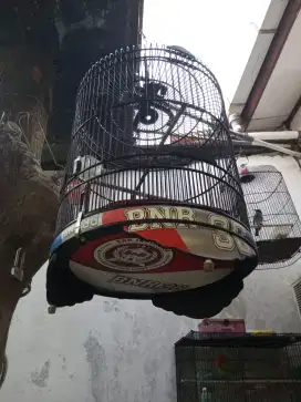 Kandang MURAI BNR 36 decal nomer 2