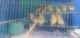 Kenari jantan 100 ribu
