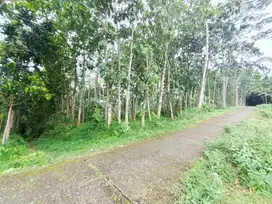 Kebun sengon murah dikarangpandan