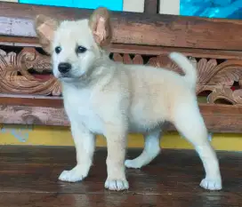 anak anjing golden mix