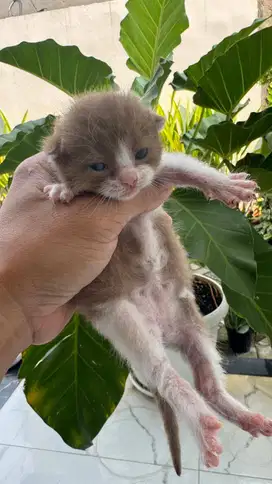 KUCING BSH CINNAMON