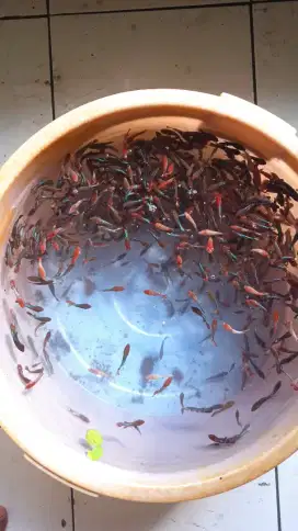 Ikan hias ikan cupang
