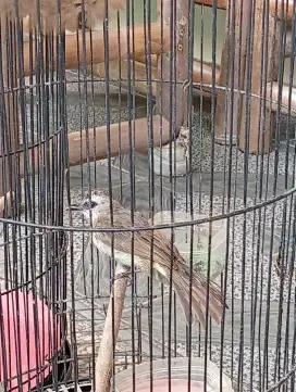 Burung krocokan Murah