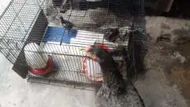 JUAL ANAK AYAM BANGKOK X MAGON X BIRMA JENIS PAKHOY