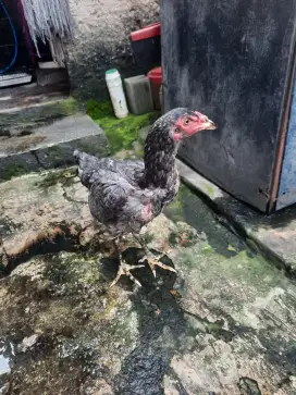 Ayam Pakhoy dara Betina sudah dewasa warna kelabu bisa tukar tambah..