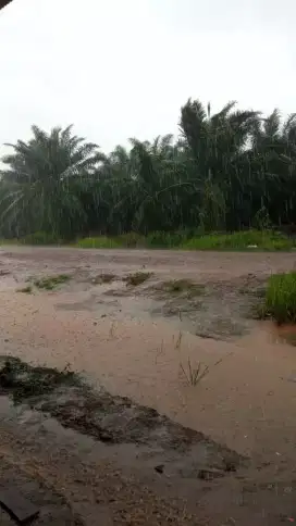 Lowongan kerja Perkebunan Kelapa Sawit Kalimantan