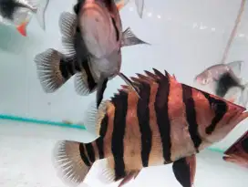 Ikan Datz Sumatra