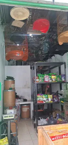 TAKE OVER KIOS BURUNG BESERTA ISI