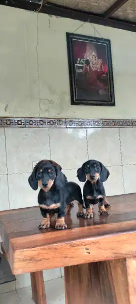 Super cakep tekel betina 3 ekor