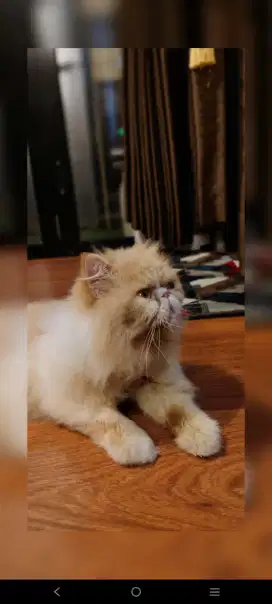 Kucing Persia Peaknose Jantan