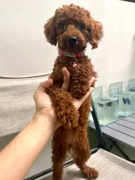 Red Mini Toy Poodle