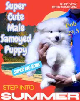 Super big bone Samoyed puppies jantan dan betina
