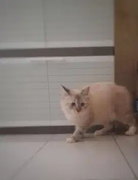 Betina remaja Ragdoll mix Persia