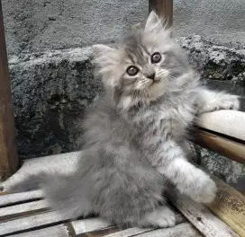 Lepas Adopsi Kitten Persia Betina