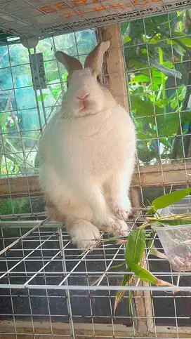 Dijual Kelinci Lokal