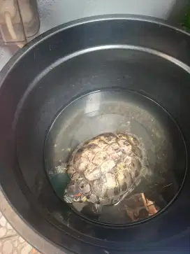 Kura kura brazil sudah besar