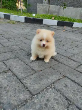 Puppies Minipom