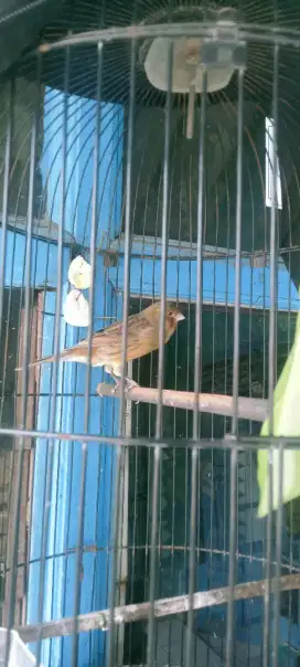 Redy kenari gacoran bisa kirim*  toko online shopee BKA Brid Shop