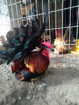 Ayam kate chabo jantan