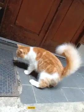 Di siap adopsi kucing persia jantan umur 10bulan