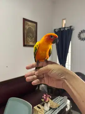 Sun Conure Remaja Jinak FTm Boomerang