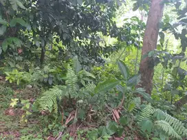 Tanah Kebun Dijual