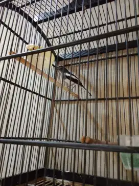 Jual Kacer betina